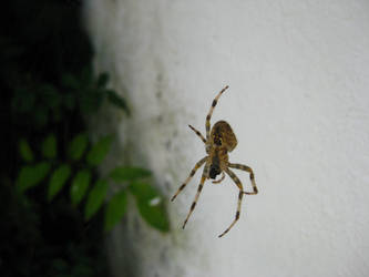 Spider that looks like OoT 2