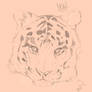 Tiger head sketch