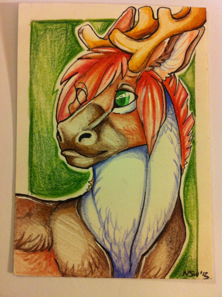 Caribou aceo