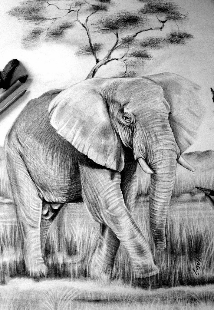 _African Elephant_