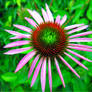 Echinacea