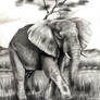 The African elephant