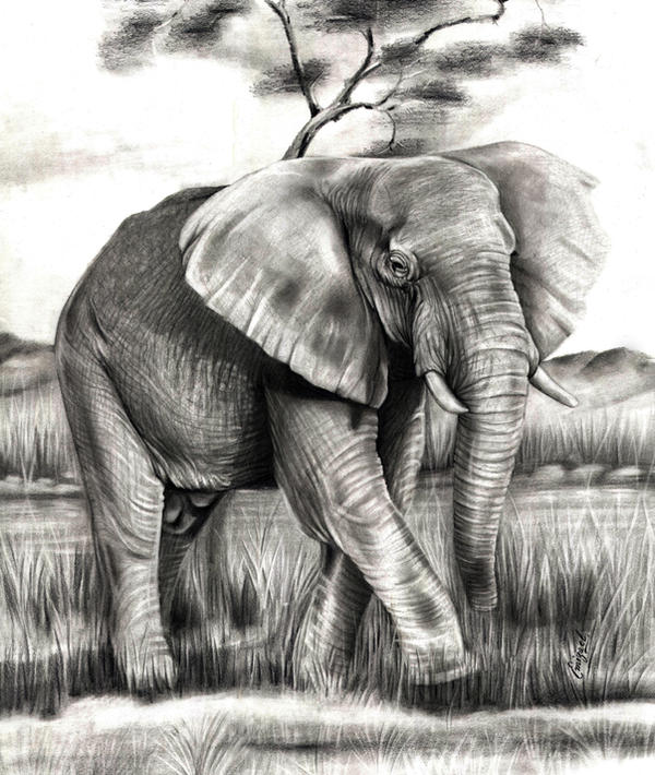 The African elephant