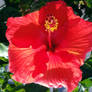 Tropical Hibiscus