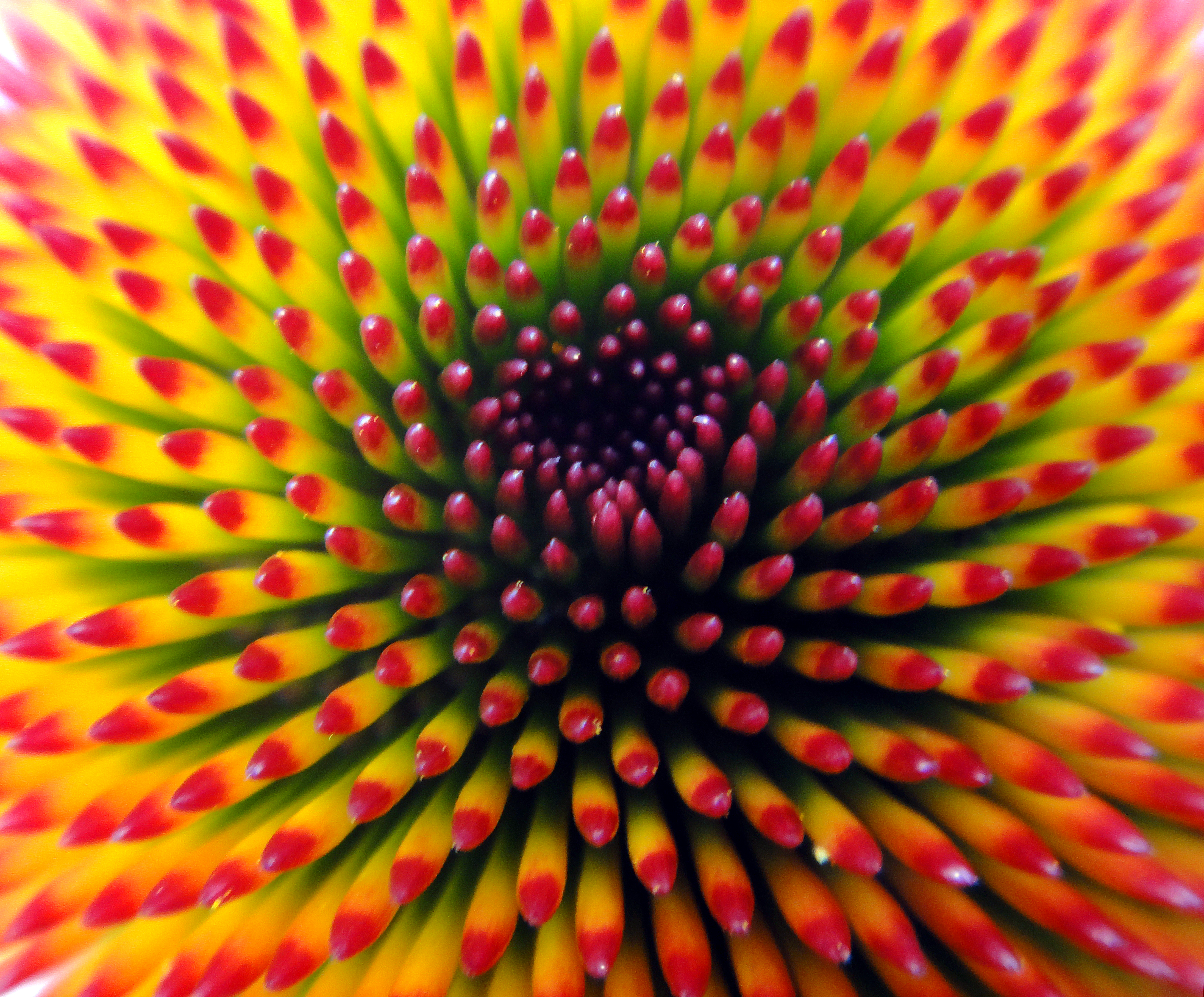 Close-up of a Cone Flower