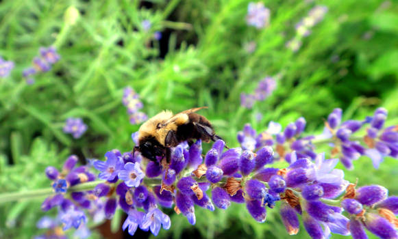 Solitary bee