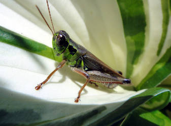 Small Grasshopper