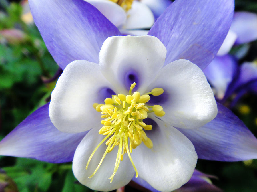 Little Blue Flower