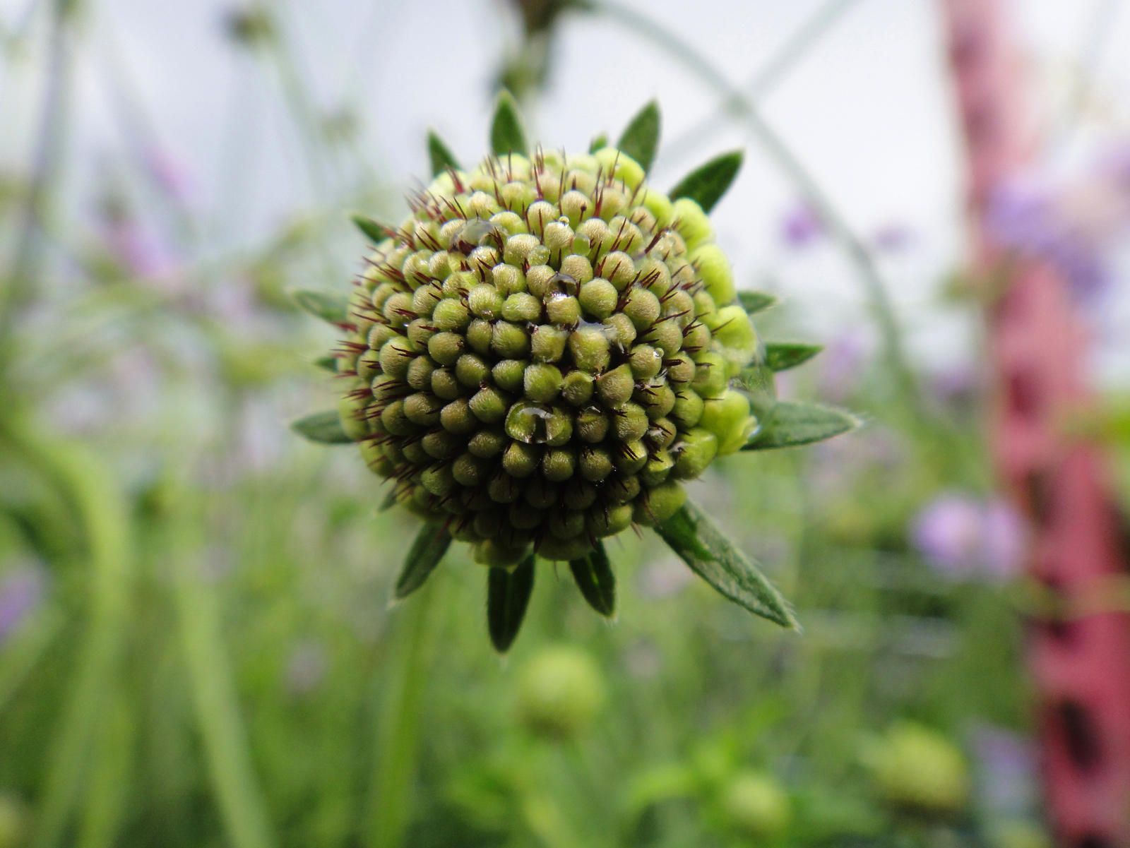 Scabiosa columbaria