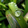 Afternoon Dew Drops