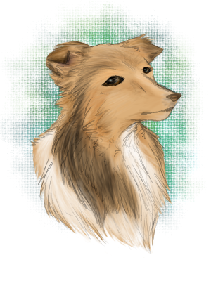 Sheltie