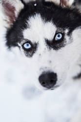 Blue eye