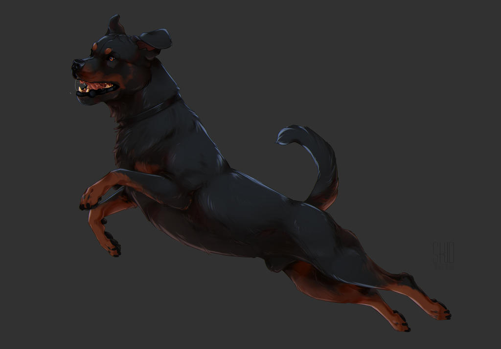 Rottweiler by Mr-SKID on DeviantArt