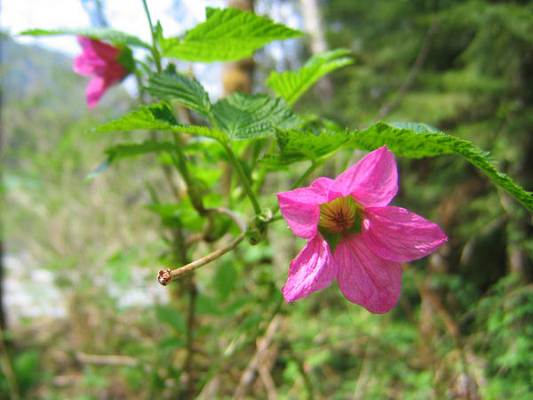 Lovato Raspberry Flower Raspberry Flower by waterlilly2 on DeviantArt