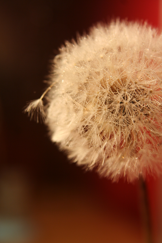 Macro Test 4