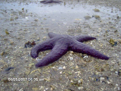 Starfish