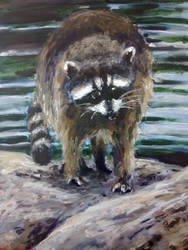 Raccoon