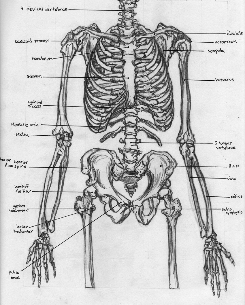 Torso Anatomy Chart : The Abdomen Human Anatomy Picture Function Parts