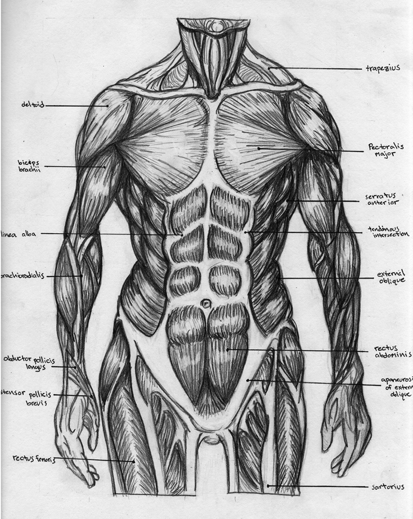 Torso Muscular Chart