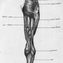 Leg Back Muscle Chart