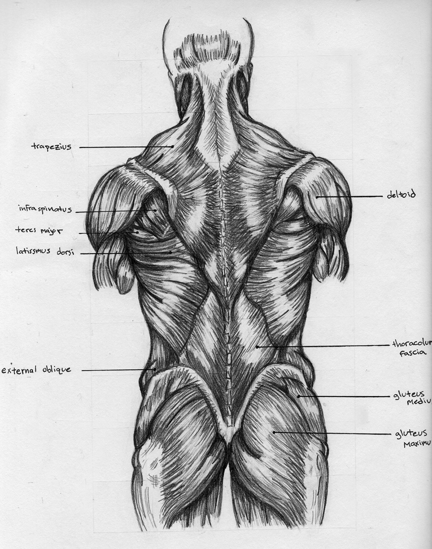 Back Anatomy Chart