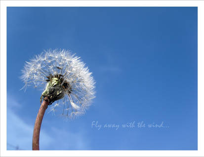 Fly away with the wind...