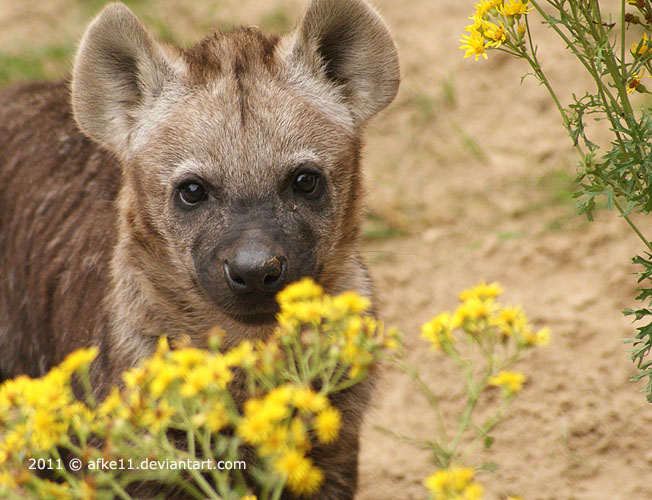 Baby Hyena