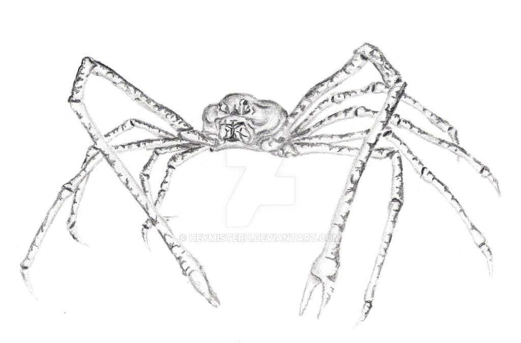 Japanese Spider Crab By Heymisterh On Deviantart Japanese Spider Crab By Heymisterh On Deviantart