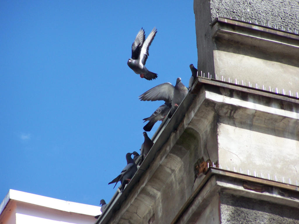 Bird Falling Deviantart Falling by subarx on DeviantArt
