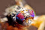 Colorful Eyes by LedZeppeln