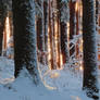 Winter woodland realm II.