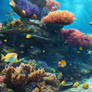 Nature Ocean Undersea World Wallpapers 023