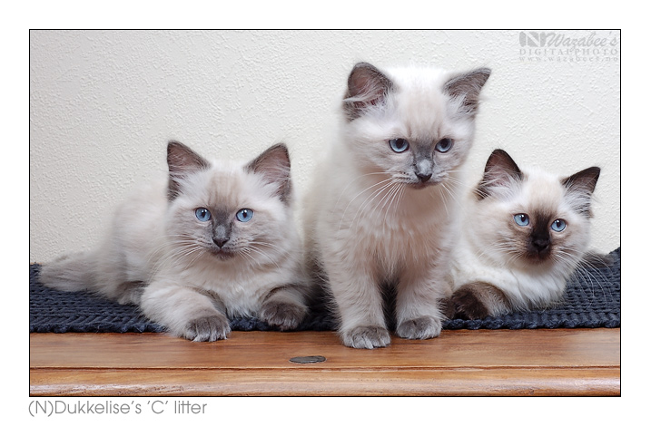 Dukkelises C litter by wazabees