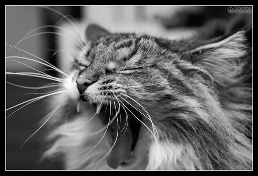 Fierce or yawning?