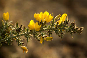 Gorse by Bea-Voyager