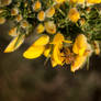 Gorse 3 - Honey Bee
