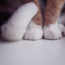 paws