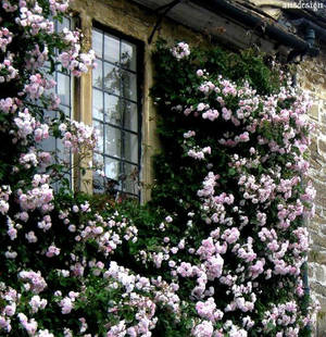 Window surrounded by roses by ansdesign Window surrounded by roses by ansdesign