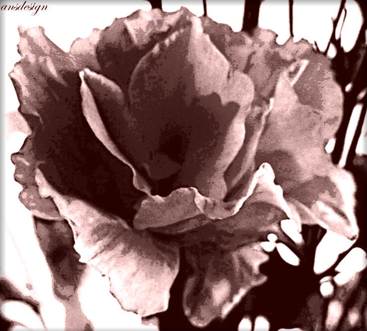 My Image 17