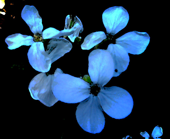 Blue Blossom...