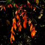 Leaves of fire...