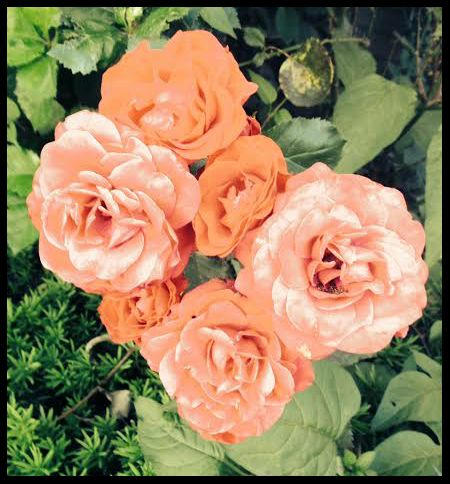 Sleeping Roses by ansdesign on DeviantArt
