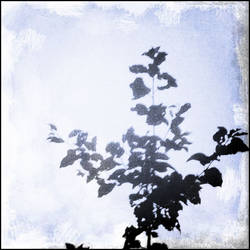 Shadows on the wall...