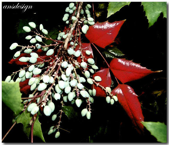 Happy Birthday Jocelyne... by ansdesign Happy Birthday Jocelyne... by ansdesign