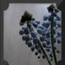 Grape hyacinth...