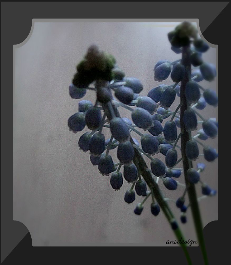 Grape hyacinth...