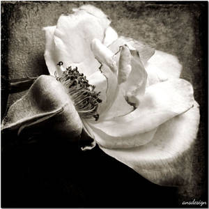 Andante... by ansdesign Andante... by ansdesign