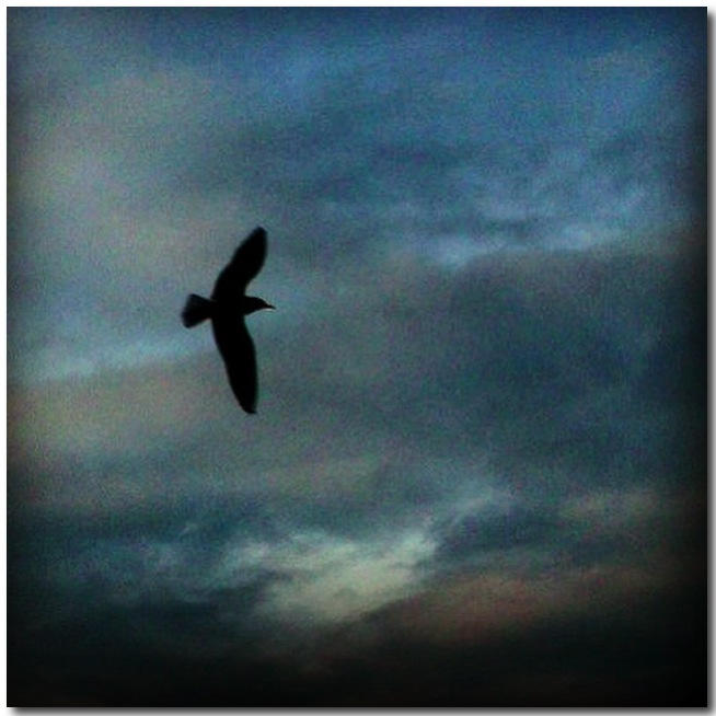 Bluebird... by ansdesign Bluebird... by ansdesign