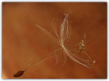 Traveler...