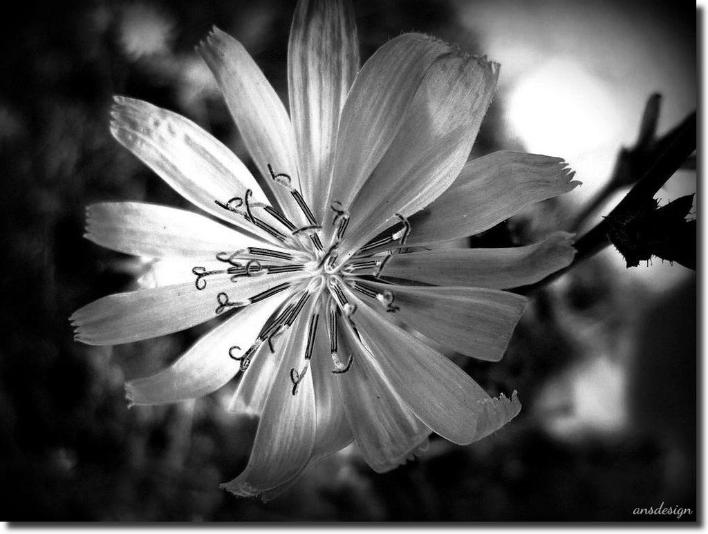 A date with a flower... by ansdesign A date with a flower... by ansdesign